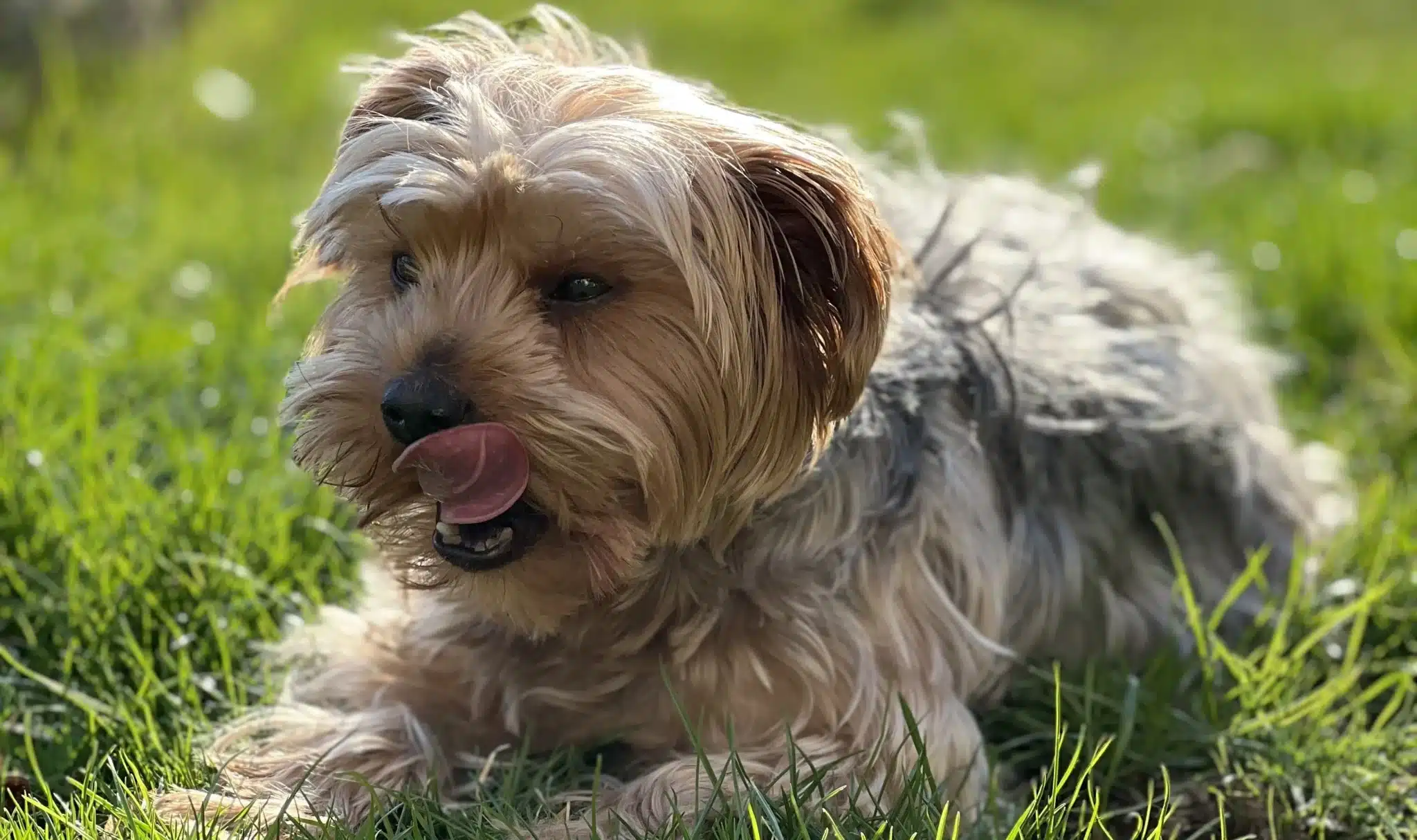 Minnie der Yorkshire Terrier liegt zufrieden im Gras und schleckt sich ums Mäulchen