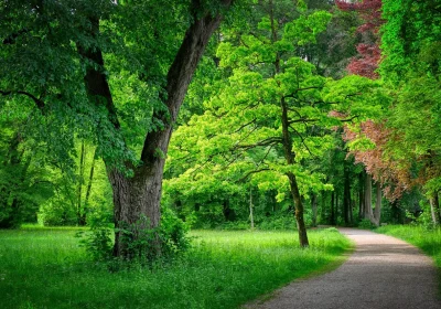 Waldweg